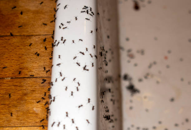 Wasp Removal Services in Clayton, AL