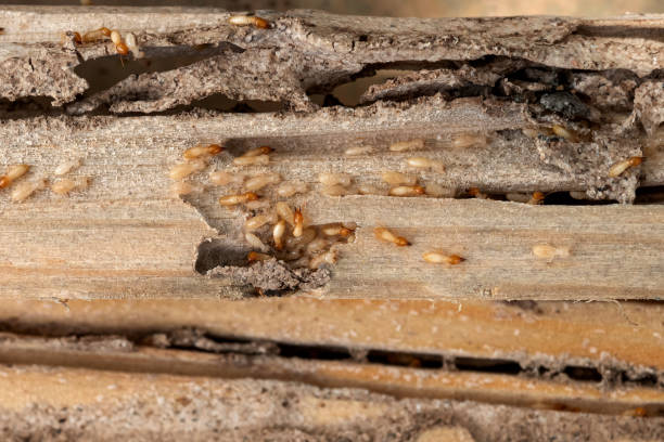 Best Best Pest Control Companies  in Clayton, AL